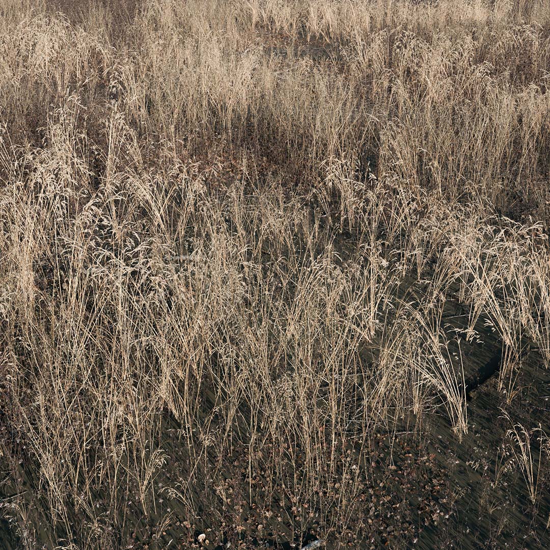 Wasteland